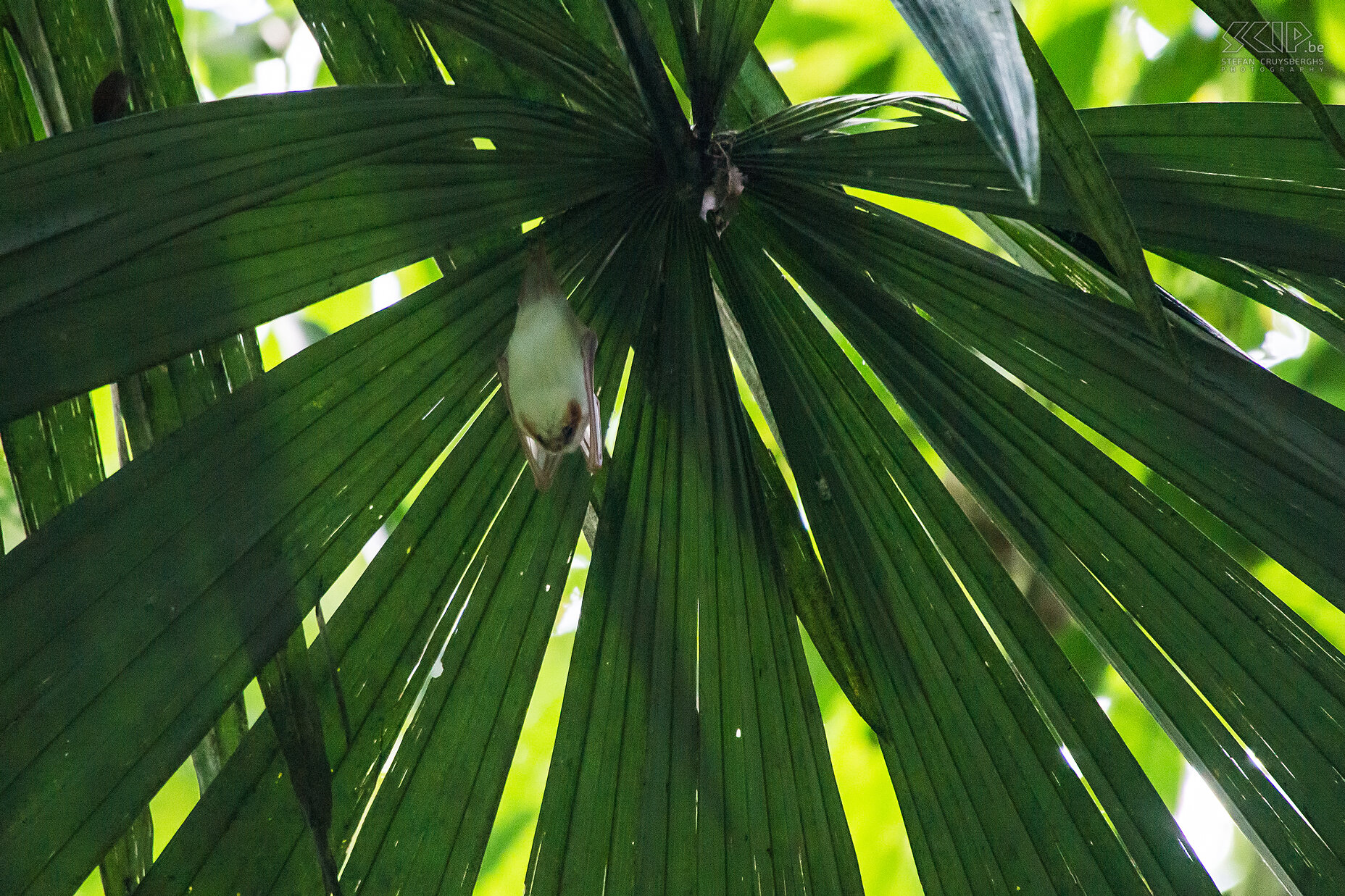 Carara - Northern ghost bat A white colored northern ghost bat (diclidurus albus) under a palm tree.<br />
 Stefan Cruysberghs